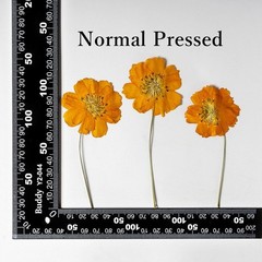 12PCS Real Pressed Dried flowers with stem, Yellow Orange daisy Flower FHT39