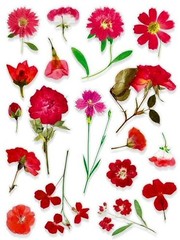 VINYL PRESSED FLOWER PHOTO STICKERS 7 7/8″X 5.75″ SHEET #1L Red
