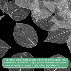 100-Pack Skeleton Leaves, Natural Rubber Tree Leaves Vein[7-9cm, White]