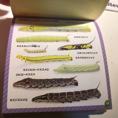 Japanese Caterpillar Stickers book 250 Stickers Shogakkan NEO