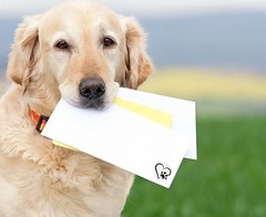 Heart-Shaped Paw Print Stickers for Animal Awareness – 250 Labels for Pet Lovers