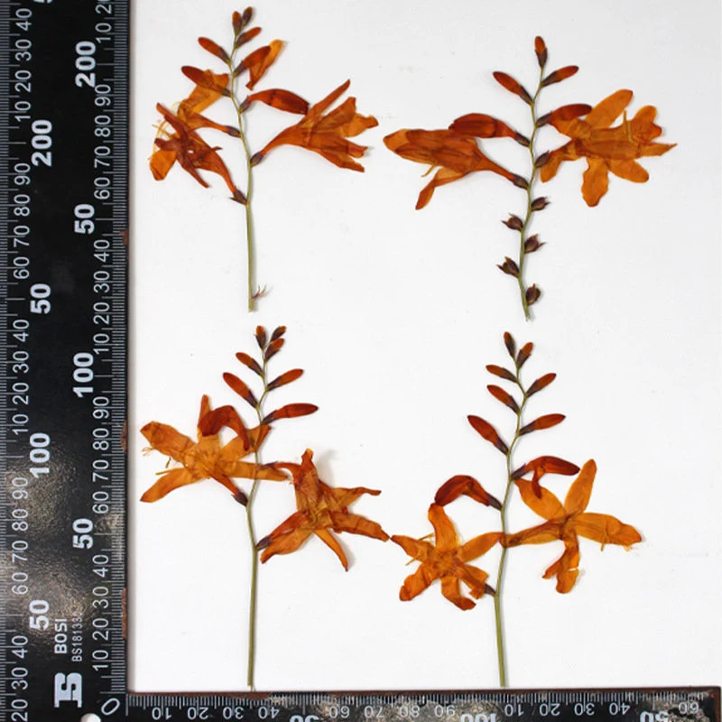 6PCS real dried Pressed flower with stem, flower supply for candle Craft FHT36