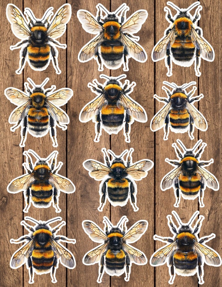 Honey Bee Die Cut Vinyl Stickers Set Scrapbooking Laptop Waterbottle