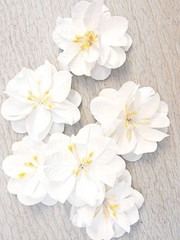 SPRINGTIME 6 Pack WHITE with Centre – PAPER – 50-55mm Manor House ConB