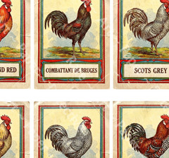 Rooster Illustrations, Antique Fancy Chicken Drawing Stickers, CUT & PEEL SHEET