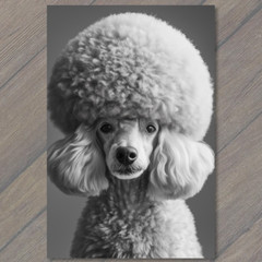 STICKER Poodle White Gray Round Fluffy Fur Detailed Portrait Cute Fun