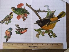 beautiful bird lot birds diecuts die cuts old vintage or antique scrapbooking