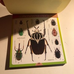 Beetle and Stag Beetle Japanese Stickers book 275 Stickers Shogakkan Neo