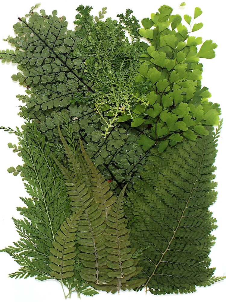48 Pcs Mix Natural Dried Pressed Ferns for Cake Decorating, Real Fern