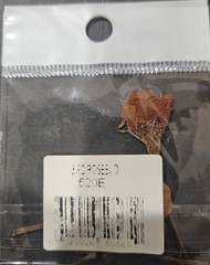 Pressed Petals