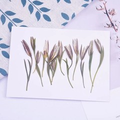 12PCS Real Pressed Dried flower, bud flower with stem leaves for art,craft FCD49