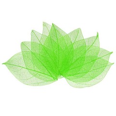 200-Pack Skeleton Leaves, Natural Rubber Leaves Vein[4-6cm, Green]