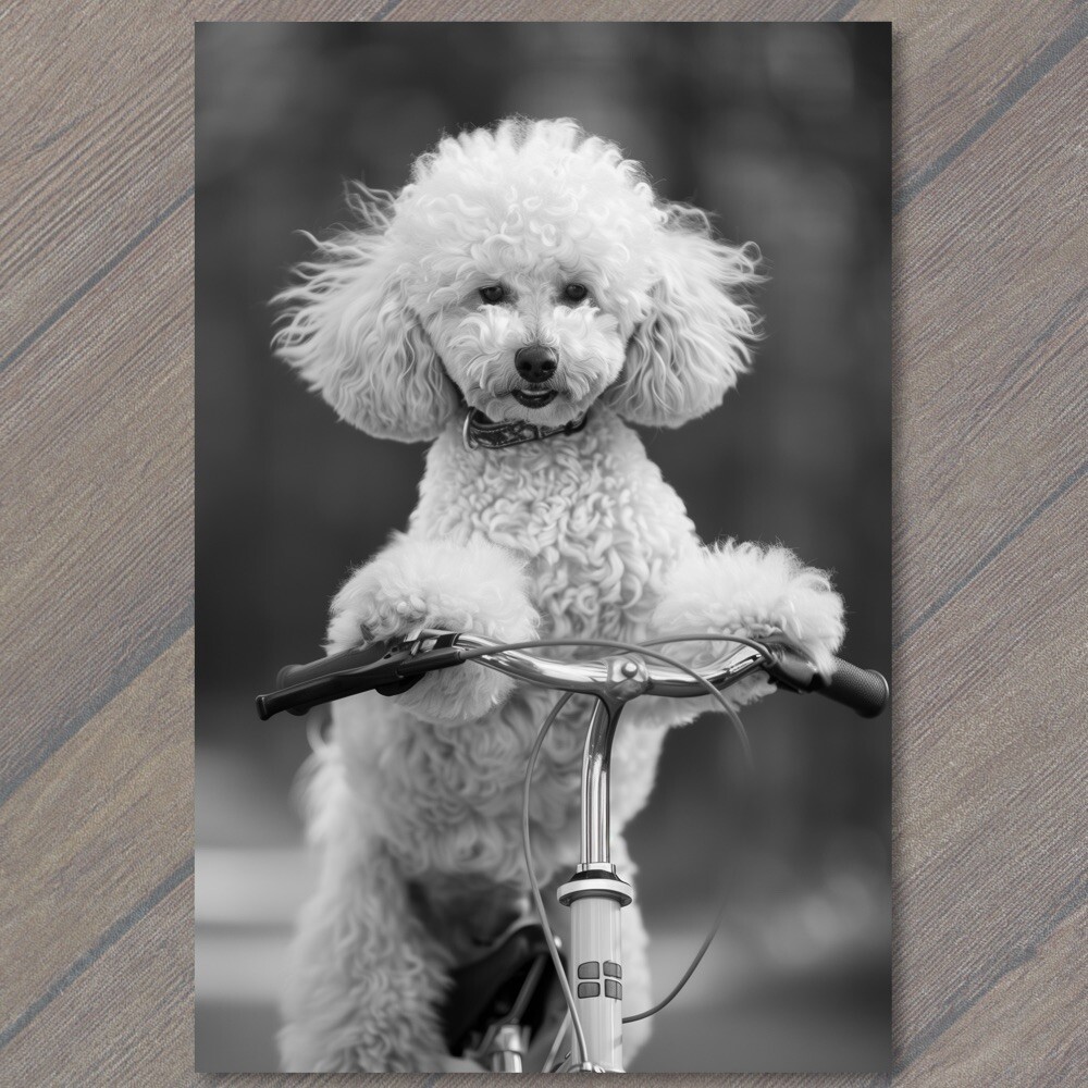 STICKER White Poodle Riding Bike Bicycle Funny Cute Strange Dog Weird Puppy Fu