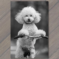 STICKER White Poodle Riding Bike Bicycle Funny Cute Strange Dog Weird Puppy Fu