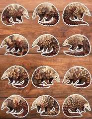Pangolin Die Cut Vinyl Stickers Set Scrapbooking Laptop Water Bottle