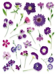VINYL PRESSED FLOWER PHOTO STICKERS 7 7/8″X 5.75″ SHEET #1-O Purple