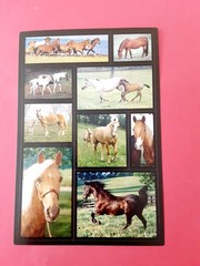 AGC photo horse sticker sheet