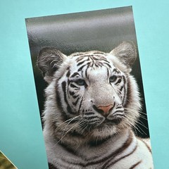Vintage 90s For The Love Of Cats Tiger Cubs Cheetah Bookmark Lot – read Desc