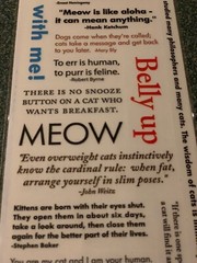 AMERICAN TRADITIONAL DESIGNS LIL’ MESSAGES ‘MEOW MESSAGES’ 20PCS