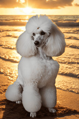 POSTCARD White Poodle On Sandy Beach Junk Journal Scrapbook Supply Card Topper