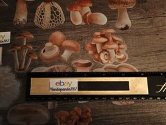 Mushroom Stickers Transparent Edges Lot #1 – 25 pcs. *Sticker sizes are mixed*