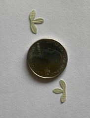 LIGHT GREEN TRI-LEAF SPRIG Die-cut Embellishment(20pc)Jolee’s •Flowers•Garden•••
