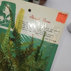Lot 4 pkgs CHEMICAL STAINED pressed FERNS Taiwan Scrapbooking Paper Crafts NEW