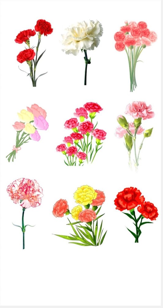 Carnation Flower Sticker Sheet Red Pink White Floral Bouquet Botanical Vinyl