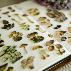 100 pcs Small Mushroom Translucent Vellum Matte Surface Paper Sticker Scrapbook