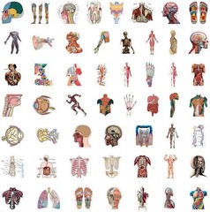 100PCS Cool Anatomy Stickers,Biology Anatomy Human Body Organ Stickers for St