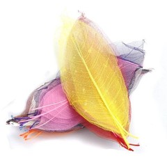 50pcs Skeleton Leaves Natural Dried Crafts Card Making
