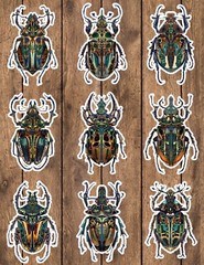 Beetle Die Cut Vinyl Stickers Set Scrapbooking Laptop Water Bottle