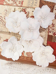 SOLITUDE 6 Pack WHITE with Centre – PAPER – 50-55mm Manor House ConB