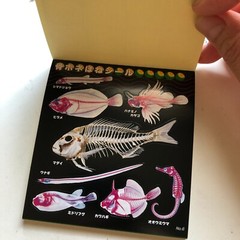 FISH Japanese Stickers book 274 stickers Shogakkan NEO Book Series