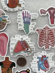 Medical Student Human Body Stickers (25)