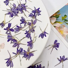 12PCS Real Pressed Dried Flower, purple Flower for art craft supply FHT10