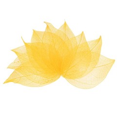100-Pack Skeleton Leaves, Natural Rubber Tree Leaves Vein[4-6cm, Yellow]
