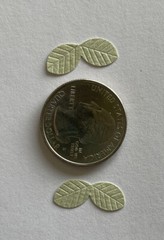 LIGHT GREEN LEAF DUO Die-cut Embellishment(20pc)Jolee’s•Flower•Garden•Stem•Bush