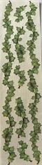 GREEN IVY BORDER Stickers (7pc)Climbing•Plant•Garden •Leaves•Outside•Card Making
