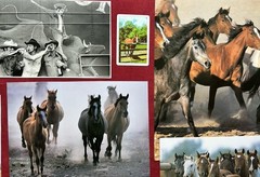 HORSES Curated playing cards & book pages kit Some Vintage 45 Pieces – original