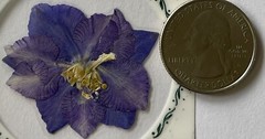 PURPLE FLOWER PRESSED & DRIED REAL FLOWERS(2pc)Leaves •Garden•Blooming•Buds•Stem