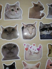 50 Cat Meme Stickers Kitty Faces Cute Cats Decals Laptop Phone Water Bottle