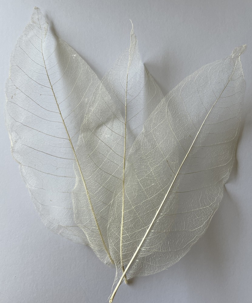 LARGE IVORY MAGNOLIA SKELETON LEAVES(3pc)Real•Natural•Christmas •Holiday•Bush