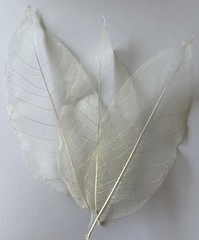 LARGE IVORY MAGNOLIA SKELETON LEAVES(3pc)Real•Natural•Christmas •Holiday•Bush