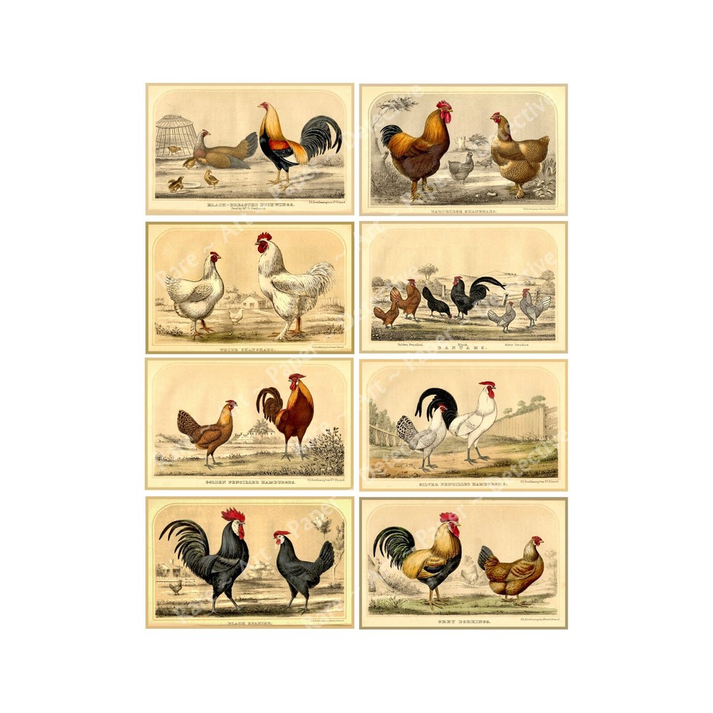 Chicken Illustrations, Antique Rooster Drawing Stickers, CUT & PEEL SHEET