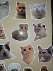 50 Cat Meme Stickers Kitty Faces Cute Cats Decals Laptop Phone Water Bottle