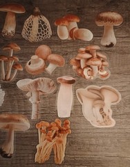 Mushroom Stickers Transparent Edges Lot #1 – 25 pcs. *Sticker sizes are mixed*