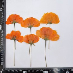 12PCS Real Pressed Dried flowers with stem, Yellow Orange daisy Flower FHT39