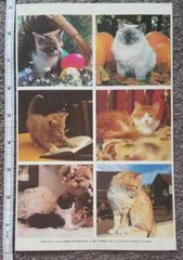 1987 CURRENT vintage sticker sheet Cats Jumbo Photographs LARGE 5 3/4″ x 9″