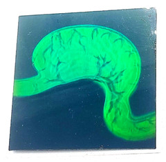 VTG Polaroid 3-D 90’s Holograms Prototypes – Dissected Human Stomach 3×3″